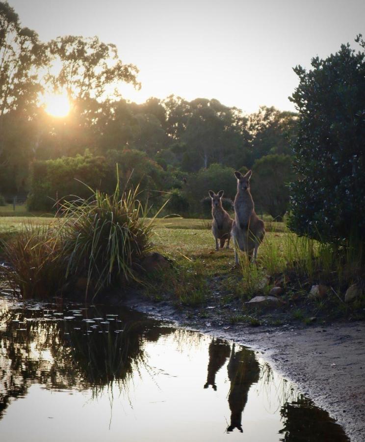 Lake Weyba Cottages Noosa Peregian Beach Zewnętrze zdjęcie