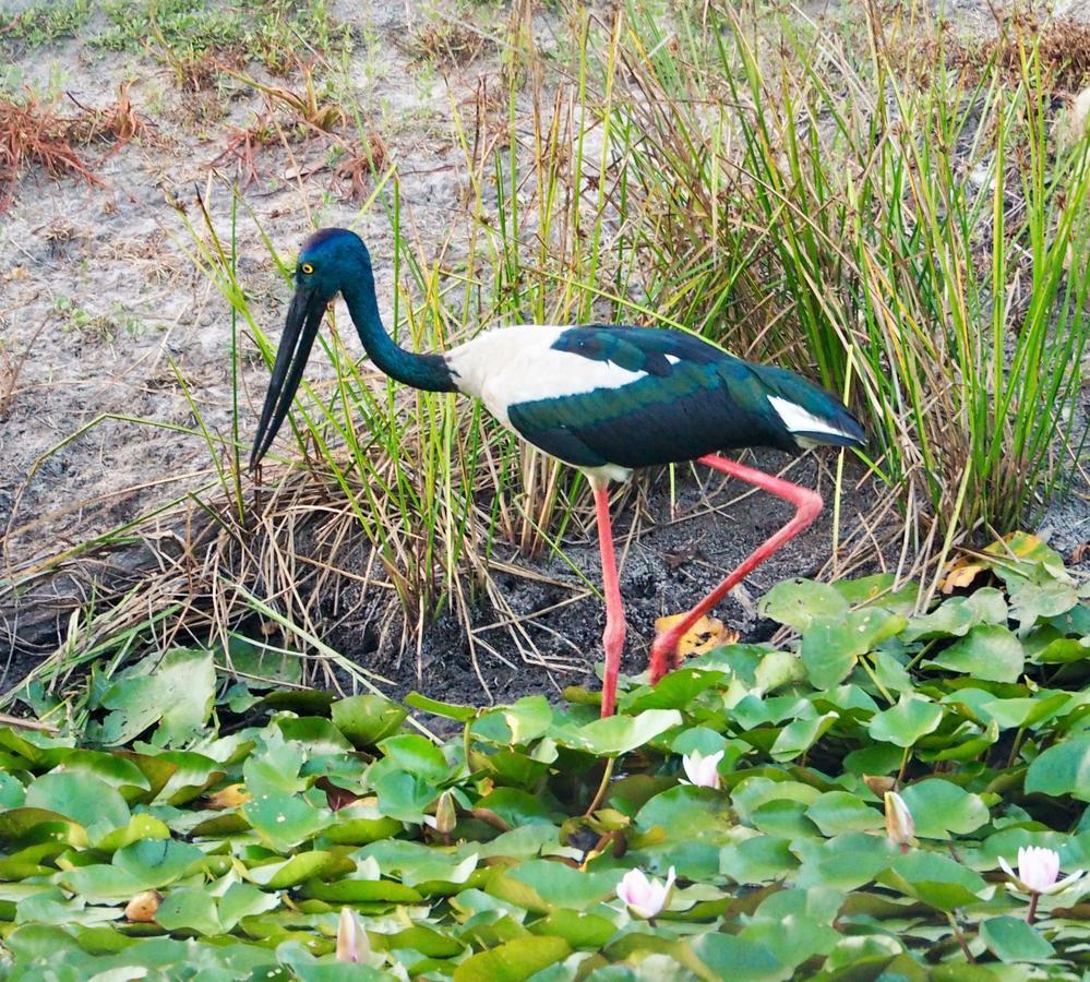 Lake Weyba Cottages Noosa Peregian Beach Zewnętrze zdjęcie